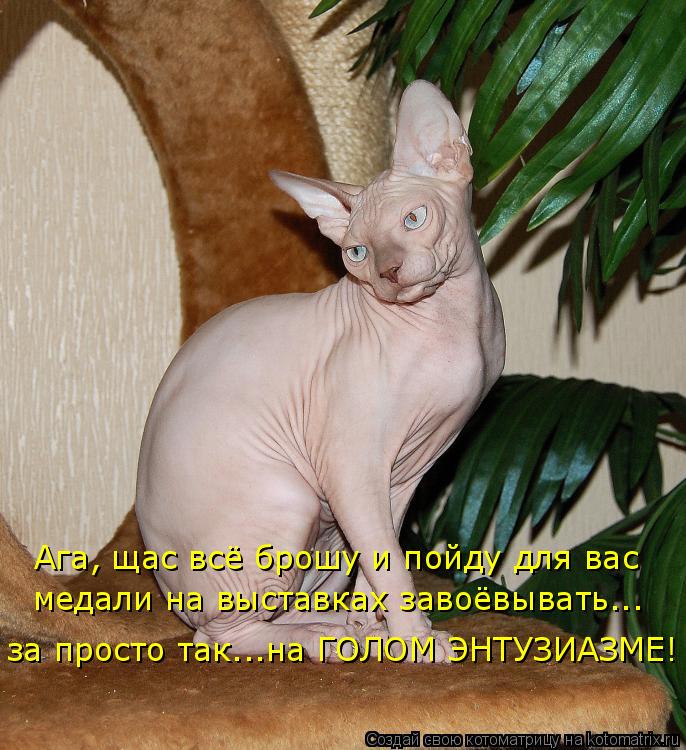 Ага, щас всё брошу и пойду для вас медали на выставках завоёвывать... за просто так...на ГОЛОМ ЭНТУЗИ... Котоматрица: Ага, щас всё брошу и пойду для вас медали на выставках завоёвывать... за просто так...на ГОЛОМ ЭНТУЗИАЗМЕ!