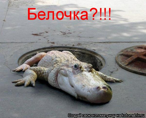 Белочка?!!!... Котоматрица: Белочка?!!!