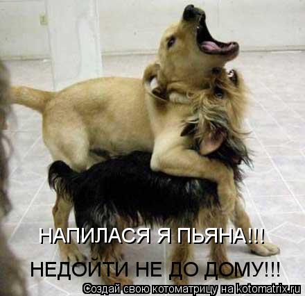 НАПИЛАСЯ Я ПЬЯНА!!! НЕДОЙТИ НЕ ДО ДОМУ!!!... Котоматрица: НАПИЛАСЯ Я ПЬЯНА!!! НЕДОЙТИ НЕ ДО ДОМУ!!!