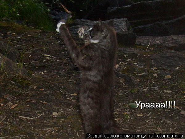 Ураааа!!!!... Котоматрица: Ураааа!!!!
