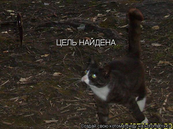 ЦЕЛЬ НАЙДЕНА... Котоматрица: ЦЕЛЬ НАЙДЕНА