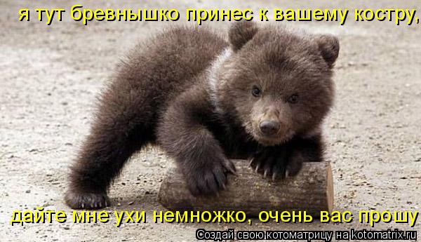 я тут бревнышко принес к вашему костру, дайте мне ухи немножко, очень вас прошу!... Котоматрица: я тут бревнышко принес к вашему костру, дайте мне ухи немножко, очень вас прошу!