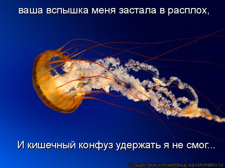 И кишечный конфуз удержать я не смог... ваша вспышка меня застала в расплох,... Котоматрица: И кишечный конфуз удержать я не смог... ваша вспышка меня застала в расплох,