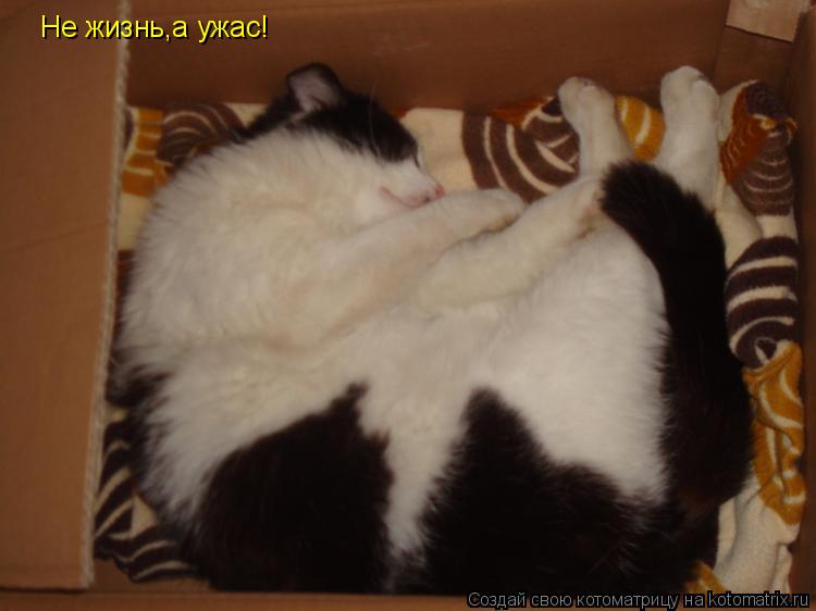 Не жизнь,а ужас!... Котоматрица: Не жизнь,а ужас!
