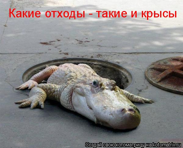 Какие отходы - такие и крысы... Котоматрица: Какие отходы - такие и крысы