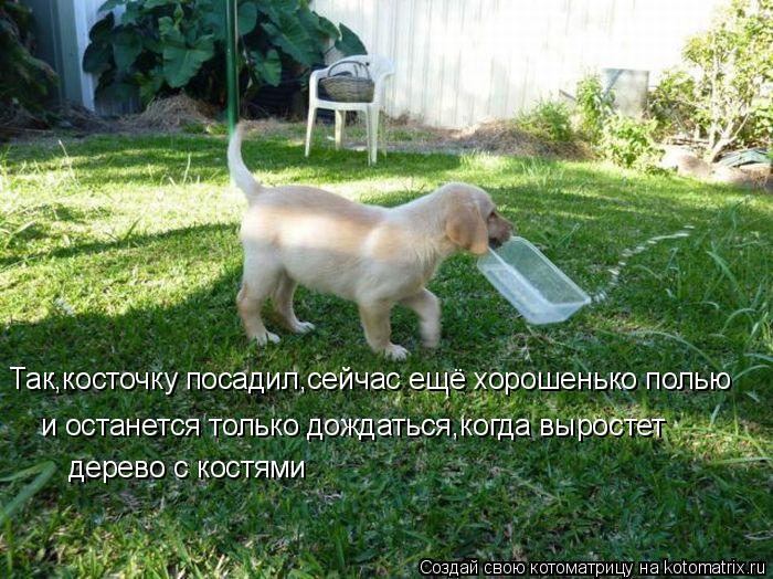 Так,косточку посадил,сейчас ещё хорошенько полью и останется только дождаться,когда выростет дерево с... Котоматрица: Так,косточку посадил,сейчас ещё хорошенько полью и останется только дождаться,когда выростет дерево с костями