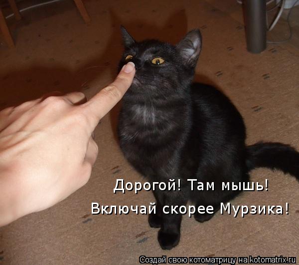 Дорогой! Там мышь! Включай скорее Мурзика!... Котоматрица: Дорогой! Там мышь! Включай скорее Мурзика!