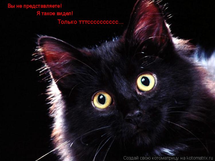 Вы не представляете! Я такое видел! Только тттсссссссссс...... Котоматрица: Вы не представляете! Я такое видел! Только тттсссссссссс...