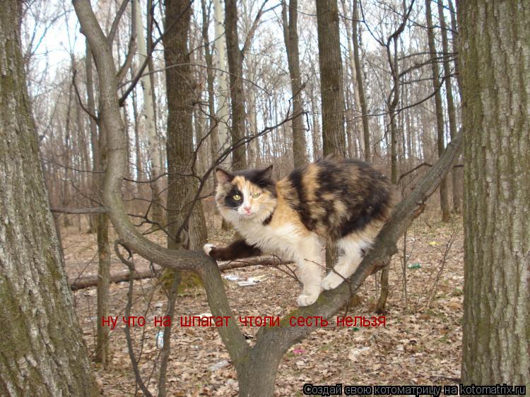 ну что на шпагат чтоли сесть нельзя... Котоматрица: ну что на шпагат чтоли сесть нельзя