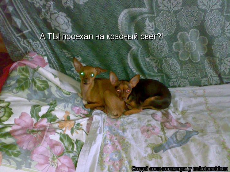 А ТЫ проехал на красный свет?!... Котоматрица: А ТЫ проехал на красный свет?!