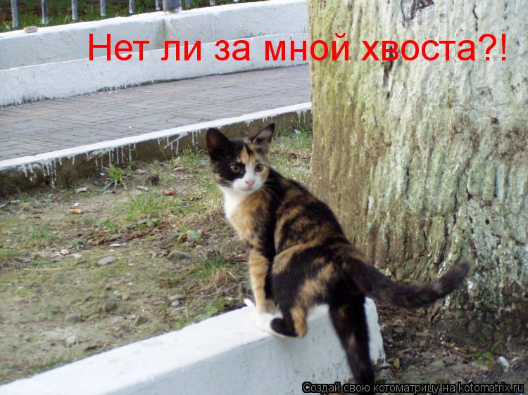 Нет ли за мной хвоста?!... Котоматрица: Нет ли за мной хвоста?!