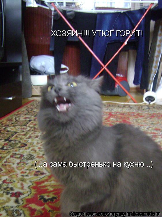 ХОЗЯИН!!! УТЮГ ГОРИТ! (...а сама быстренько на кухню...)... Котоматрица: ХОЗЯИН!!! УТЮГ ГОРИТ! (...а сама быстренько на кухню...)
