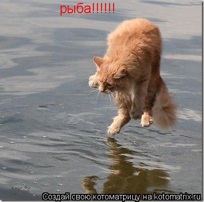 рыба!!!!!!... Котоматрица: рыба!!!!!!