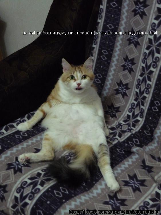 ах ты! любовницу,мурзик привёл!) хоть до родов подождал бы!... Котоматрица: ах ты! любовницу,мурзик привёл!) хоть до родов подождал бы!