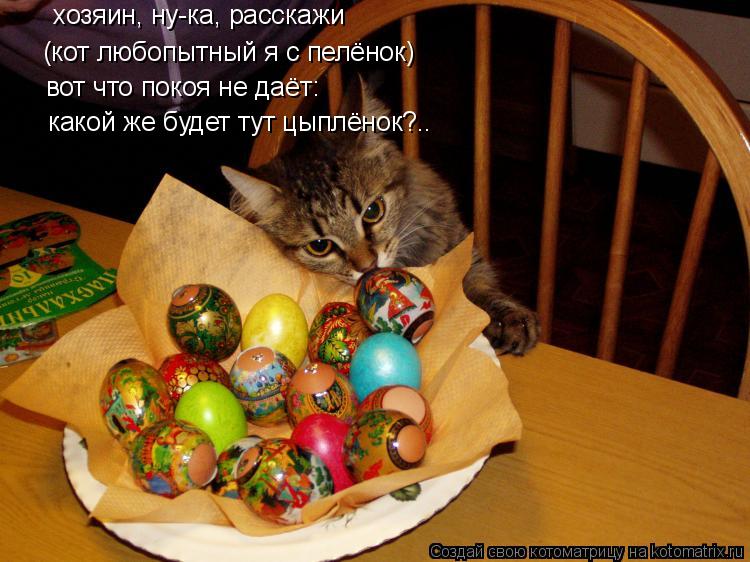 хозяин, ну-ка, расскажи (кот любопытный я с пелёнок) вот что покоя не даёт: какой же будет тут цыплён... Котоматрица: хозяин, ну-ка, расскажи (кот любопытный я с пелёнок) вот что покоя не даёт: какой же будет тут цыплёнок?..