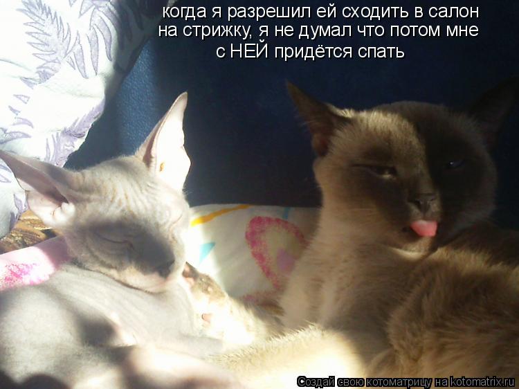 когда я разрешил ей сходить в салон на стрижку, я не думал что потом мне с НЕЙ придётся спать... Котоматрица: когда я разрешил ей сходить в салон на стрижку, я не думал что потом мне с НЕЙ придётся спать
