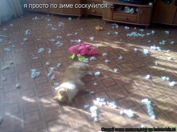 я просто по зиме соскучился....... Котоматрица: я просто по зиме соскучился....
