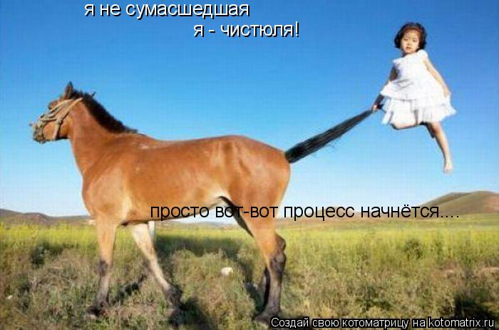 я не сумасшедшая я - чистюля! просто вот-вот процесс начнётся....... Котоматрица: я не сумасшедшая я - чистюля! просто вот-вот процесс начнётся....