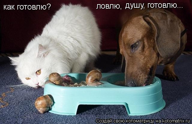 как готовлю? ловлю, душу, готовлю...... Котоматрица: как готовлю? ловлю, душу, готовлю...