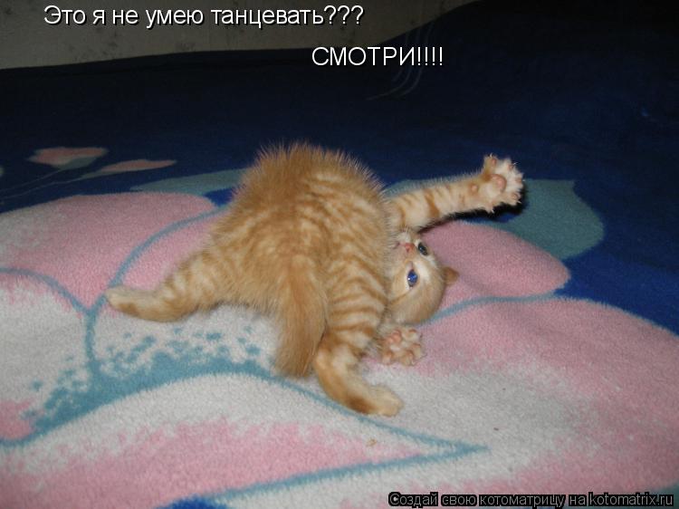 Это я не умею танцевать??? СМОТРИ!!!!... Котоматрица: Это я не умею танцевать??? СМОТРИ!!!!