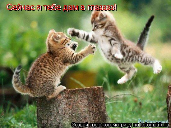 Сейчас я тебе дам в глазззз! Сейчас я тебе дам в глазззз!... Котоматрица: Сейчас я тебе дам в глазззз! Сейчас я тебе дам в глазззз!
