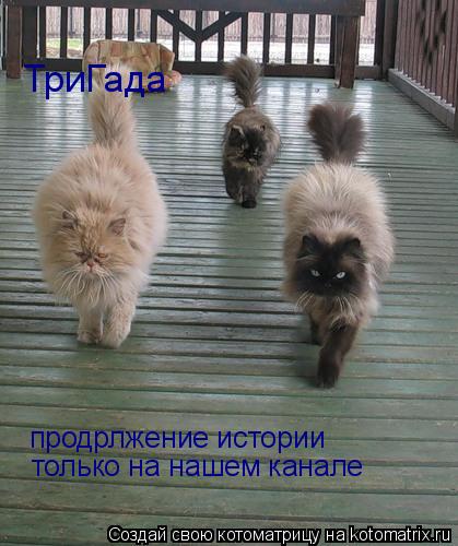 ТриГада продрлжение истории только на нашем канале... Котоматрица: ТриГада продрлжение истории только на нашем канале