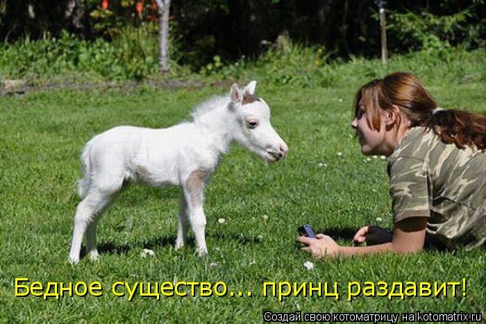 Бедное существо... принц раздавит!... Котоматрица: Бедное существо... принц раздавит!