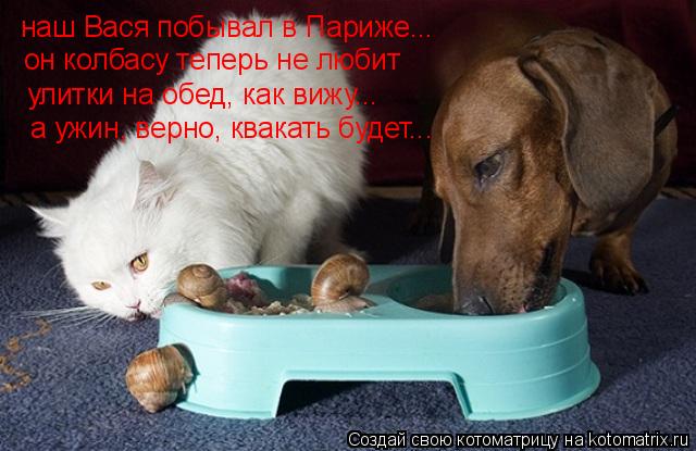 наш Вася побывал в Париже... он колбасу теперь не любит улитки на обед, как вижу... а ужин, верно, кв... Котоматрица: наш Вася побывал в Париже... он колбасу теперь не любит улитки на обед, как вижу... а ужин, верно, квакать будет...