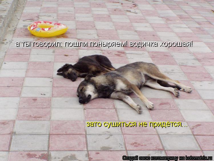 а ты говорил: пошли поныряем! водичка хорошая! зато сушиться не придётся...... Котоматрица: а ты говорил: пошли поныряем! водичка хорошая! зато сушиться не придётся...