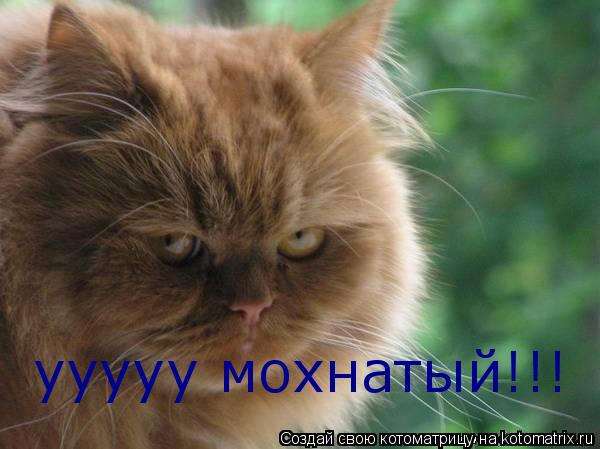 ууууу мохнатый!!!... Котоматрица: ууууу мохнатый!!!