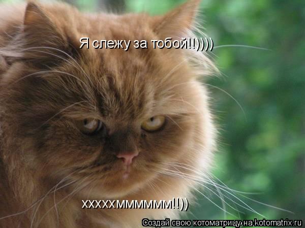 Я слежу за тобой!!)))) хххххмммммм!!))... Котоматрица: Я слежу за тобой!!)))) хххххмммммм!!))