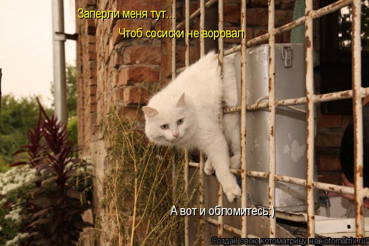 Заперли меня тут... Чтоб сосиски не воровал. А вот и обломитесь:)... Котоматрица: Заперли меня тут... Чтоб сосиски не воровал. А вот и обломитесь:)