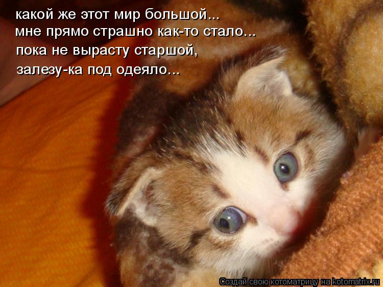 какой же этот мир большой... мне прямо страшно как-то стало... пока не вырасту старшой, залезу-ка по... Котоматрица: какой же этот мир большой... мне прямо страшно как-то стало... пока не вырасту старшой, залезу-ка под одеяло...