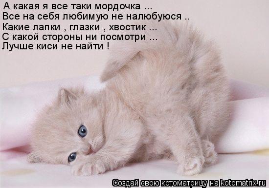 А какая я все таки мордочка ... Все на себя любимую не налюбуюся .. Какие лапки , глазки , хвостик ..... Котоматрица: А какая я все таки мордочка ... Все на себя любимую не налюбуюся .. Какие лапки , глазки , хвостик ... С какой стороны ни посмотри ... Лучше киси не