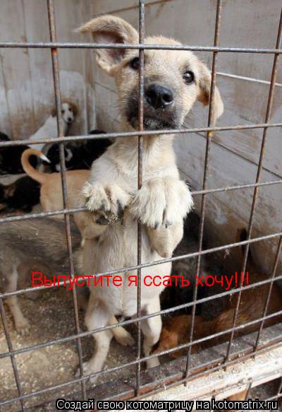 Выпустите я ссать хочу!!!... Котоматрица: Выпустите я ссать хочу!!!