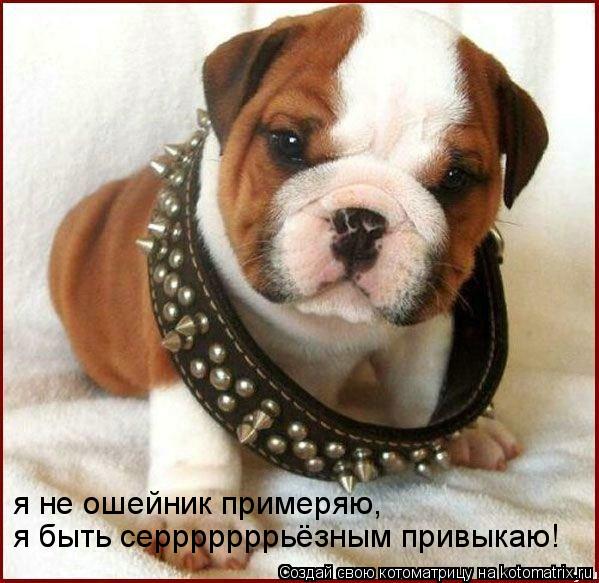 Котоматрица: я не ошейник примеряю, я быть серррррррьёзным привыкаю!