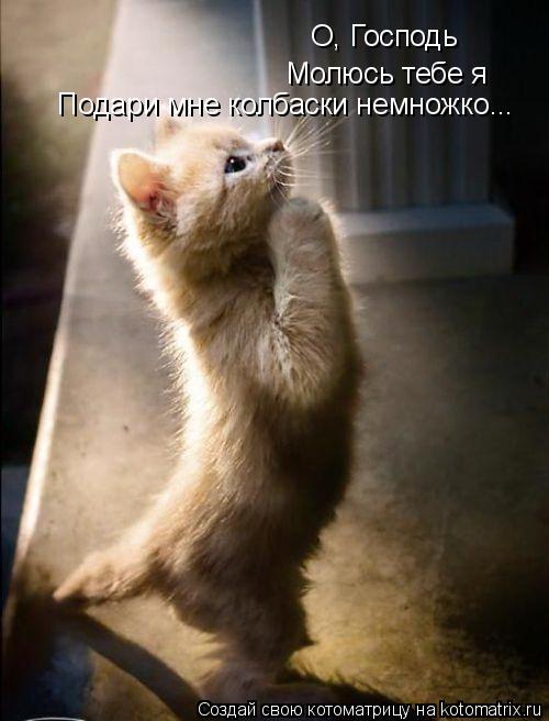 О, Господь Молюсь тебе я Подари мне колбаски немножко...... Котоматрица: О, Господь Молюсь тебе я Подари мне колбаски немножко...