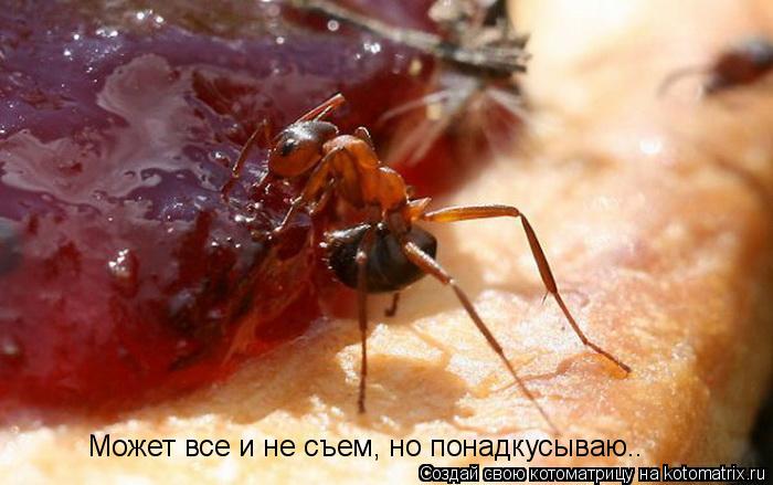 Может все и не съем, но понадкусываю..... Котоматрица: Может все и не съем, но понадкусываю..