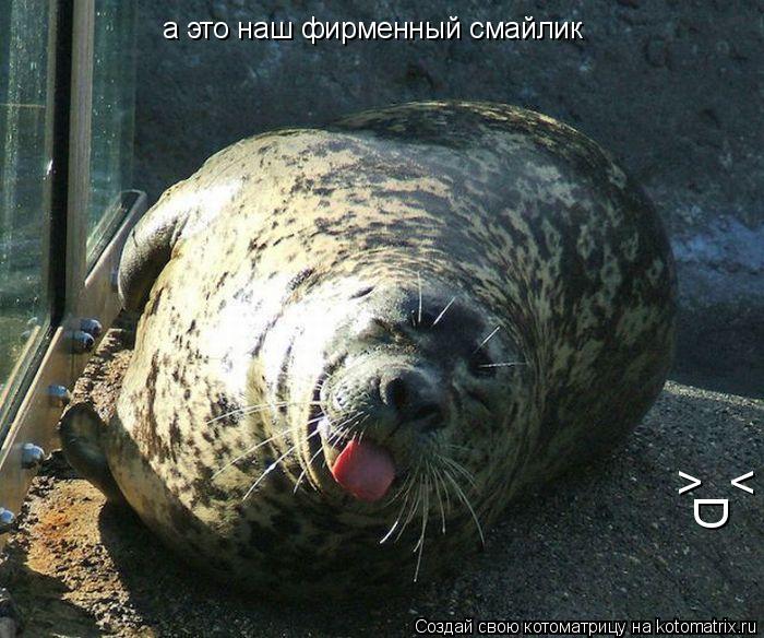 а это наш фирменный смайлик D > <... Котоматрица: а это наш фирменный смайлик D > <