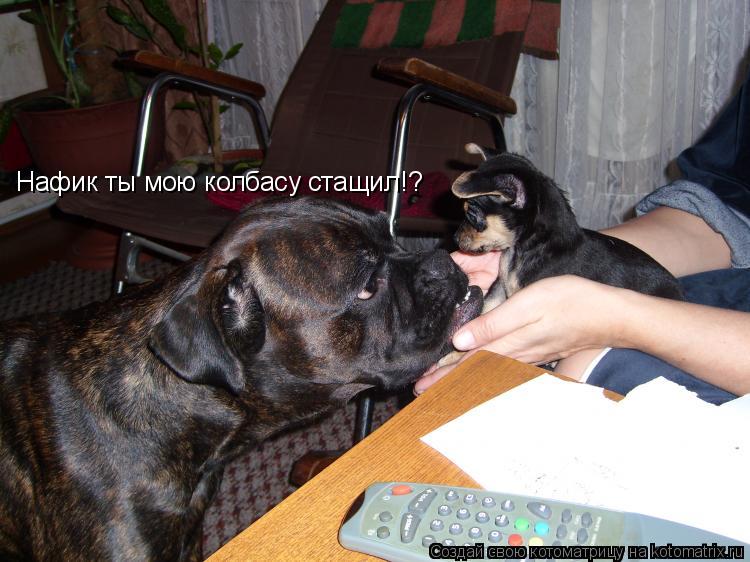 Нафик ты мою колбасу стащил!?... Котоматрица: Нафик ты мою колбасу стащил!?