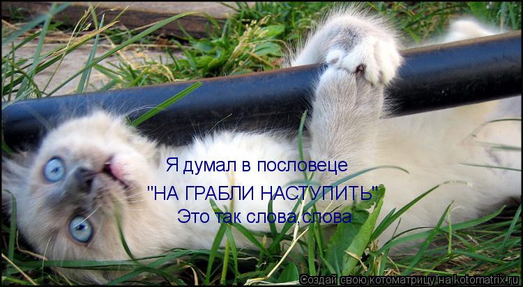 Я думал в пословеце "НА ГРАБЛИ НАСТУПИТЬ" Это так слова,слова... Котоматрица: Я думал в пословеце "НА ГРАБЛИ НАСТУПИТЬ" Это так слова,слова
