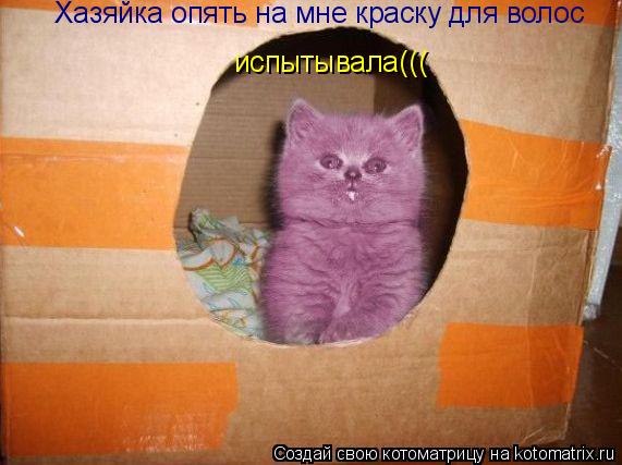 Хазяйка опять на мне краску для волос испытывала(((... Котоматрица: Хазяйка опять на мне краску для волос испытывала(((
