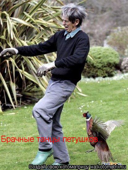 Брачные танцы петушков..... Котоматрица: Брачные танцы петушков..