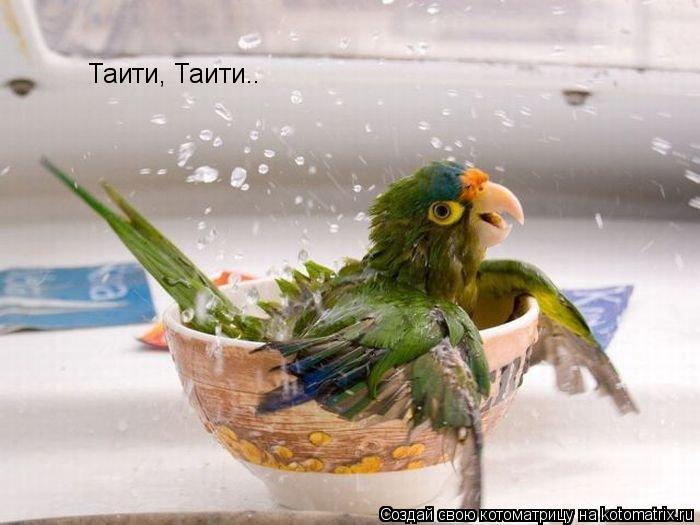 Таити, Таити..... Котоматрица: Таити, Таити..
