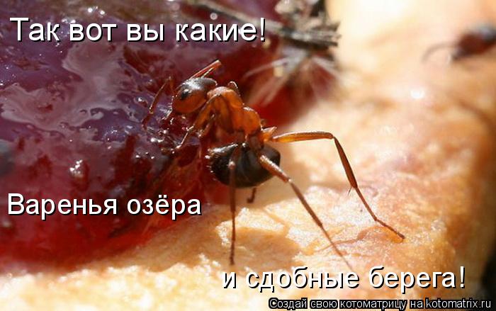 Так вот вы какие! Варенья озёра и сдобные берега!... Котоматрица: Так вот вы какие! Варенья озёра и сдобные берега!