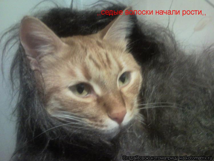 ,,седые волоски начали рости,,... Котоматрица: ,,седые волоски начали рости,,