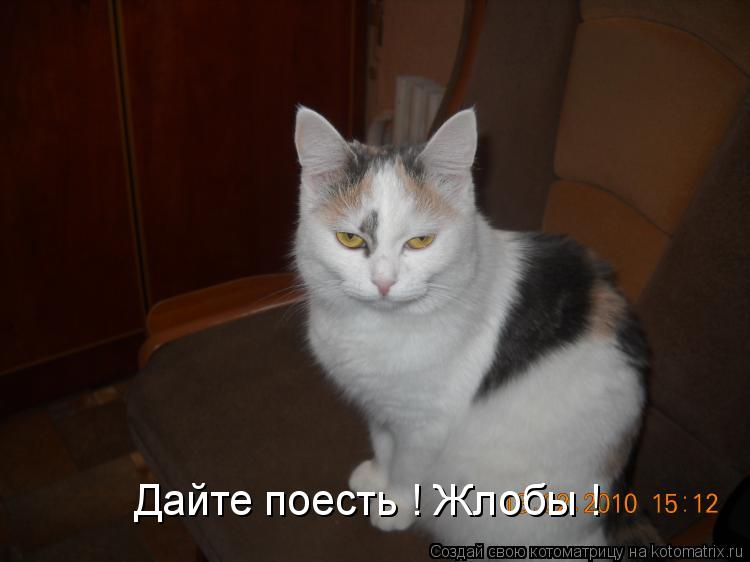 Дайте поесть ! Жлобы !... Котоматрица: Дайте поесть ! Жлобы !
