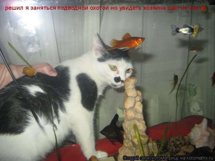 решил я заняться подводной охотой но увидеть хозяина щас не охота... Котоматрица: решил я заняться подводной охотой но увидеть хозяина щас не охота