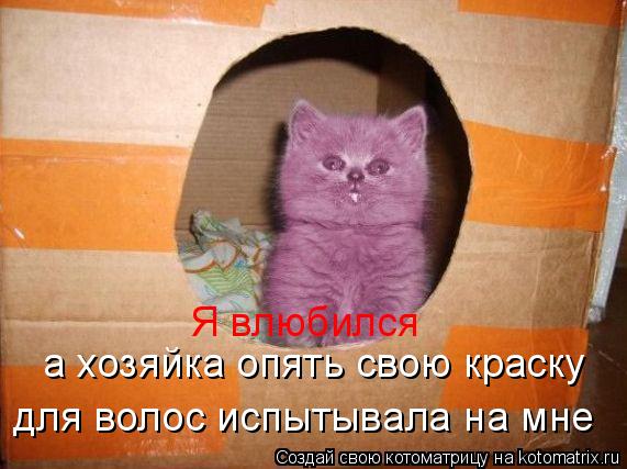 Я влюбился а хозяйка опять свою краску для волос испытывала на мне... Котоматрица: Я влюбился а хозяйка опять свою краску для волос испытывала на мне