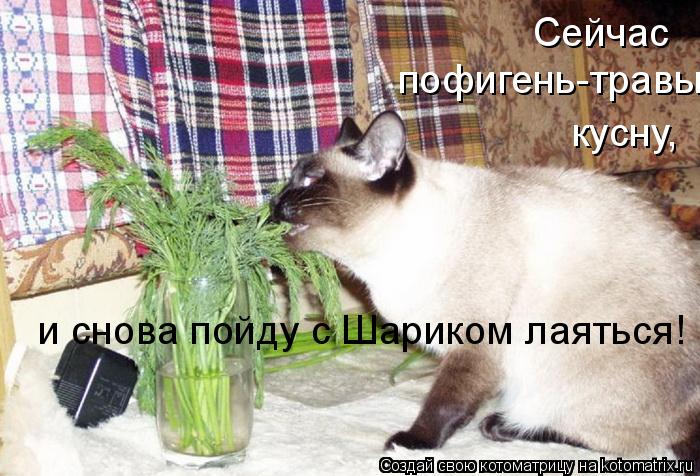 Сейчас пофигень-травы кусну, и снова пойду с Шариком лаяться!... Котоматрица: Сейчас пофигень-травы кусну, и снова пойду с Шариком лаяться!